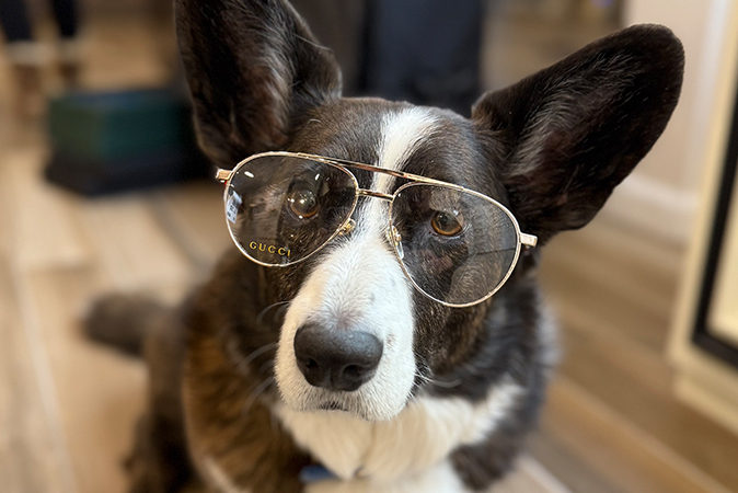 Best In Sight Eye Care Office Corgi wearing Gucci Glasses