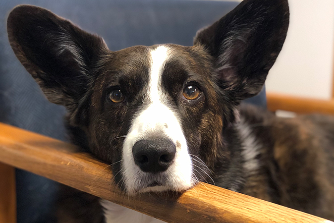 Best In Sight Eye Care Office Corgi